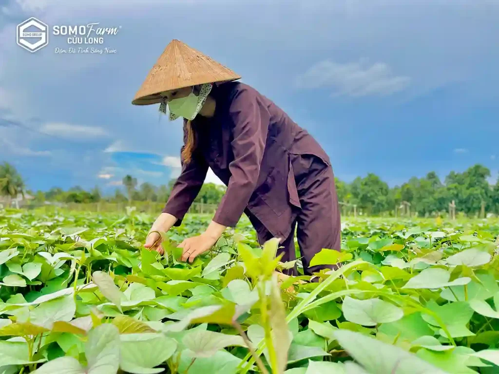 Trải Nghiệm Văn Hóa Miền Tây Đích Thực